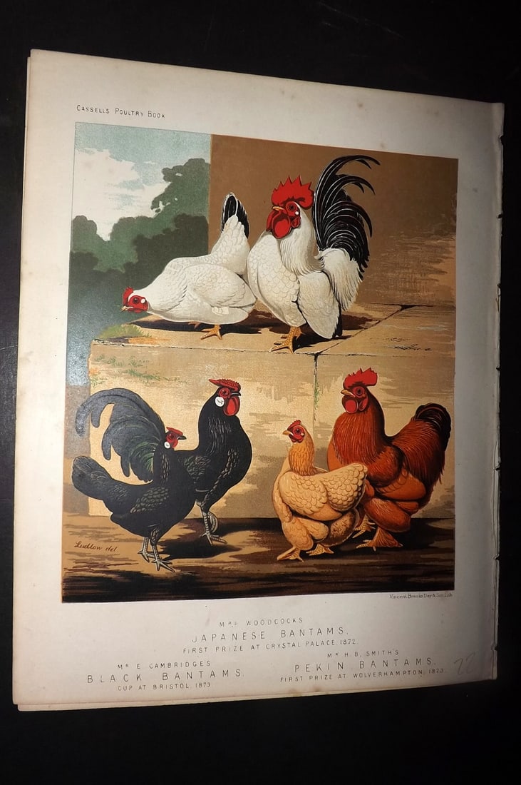 Ludlow & Wright 1885 Poultry Print. Japanese, Black & Pekin Bantams: Chromolithograph Published 1885 by Cassell & Co., London for "The Illustrated Book of Poultry" by Lewish Wright. Illustrated by J. W. Ludlow. Paper Size: 10.5 x 8 inch (27 x 20cm) Good Condition