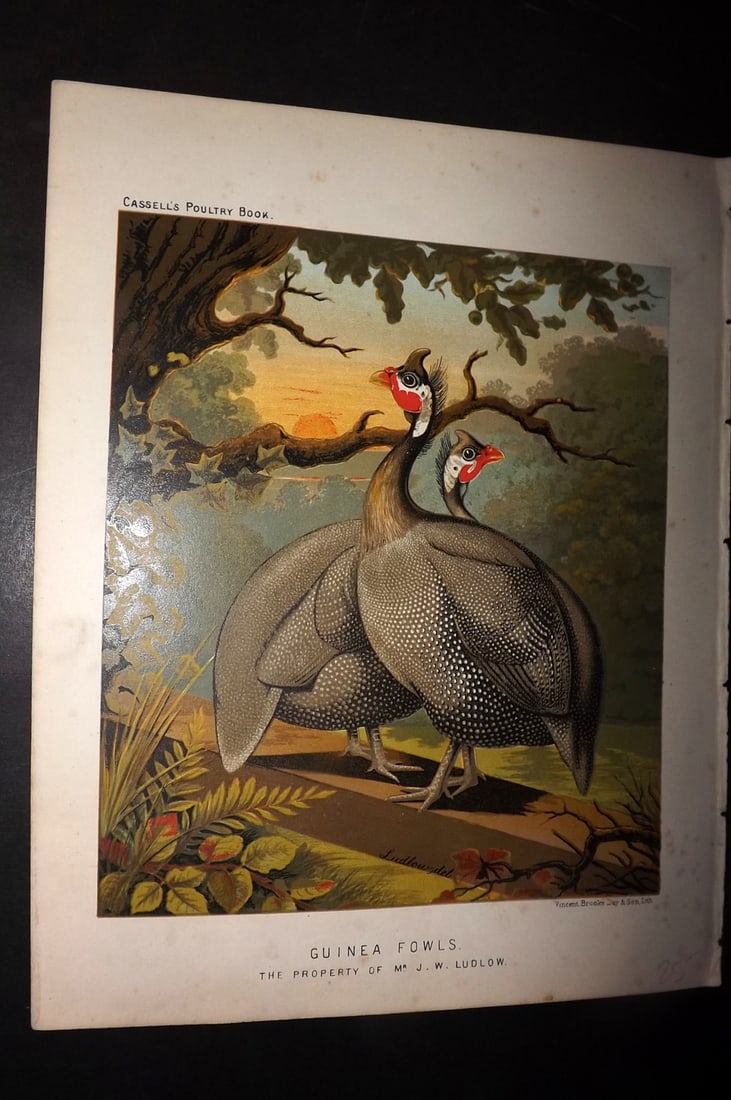 Ludlow & Wright 1885 Poultry Print. Guinea Fowls: Chromolithograph Published 1885 by Cassell & Co., London for "The Illustrated Book of Poultry" by Lewish Wright. Illustrated by J. W. Ludlow. Paper Size: 10.5 x 8 inch (27 x 20cm) Good Condition