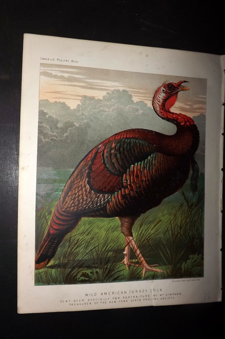 Ludlow & Wright 1885 Poultry Print. Wild American Turkey Cock (1 of 1)