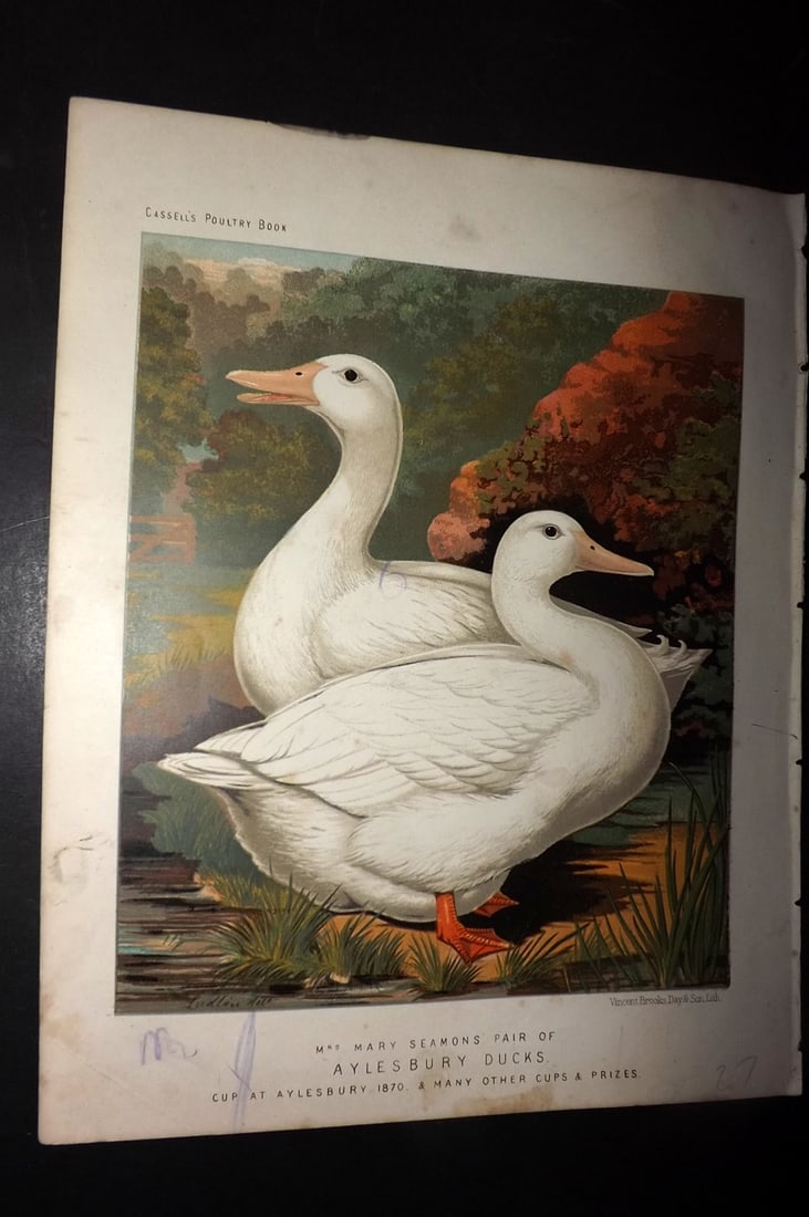 Ludlow & Wright 1885 Poultry Print. Aylesbury Ducks: Chromolithograph Published 1885 by Cassell & Co., London for "The Illustrated Book of Poultry" by Lewish Wright. Illustrated by J. W. Ludlow. Paper Size: 10.5 x 8 inch (27 x 20cm) A few marks in margi