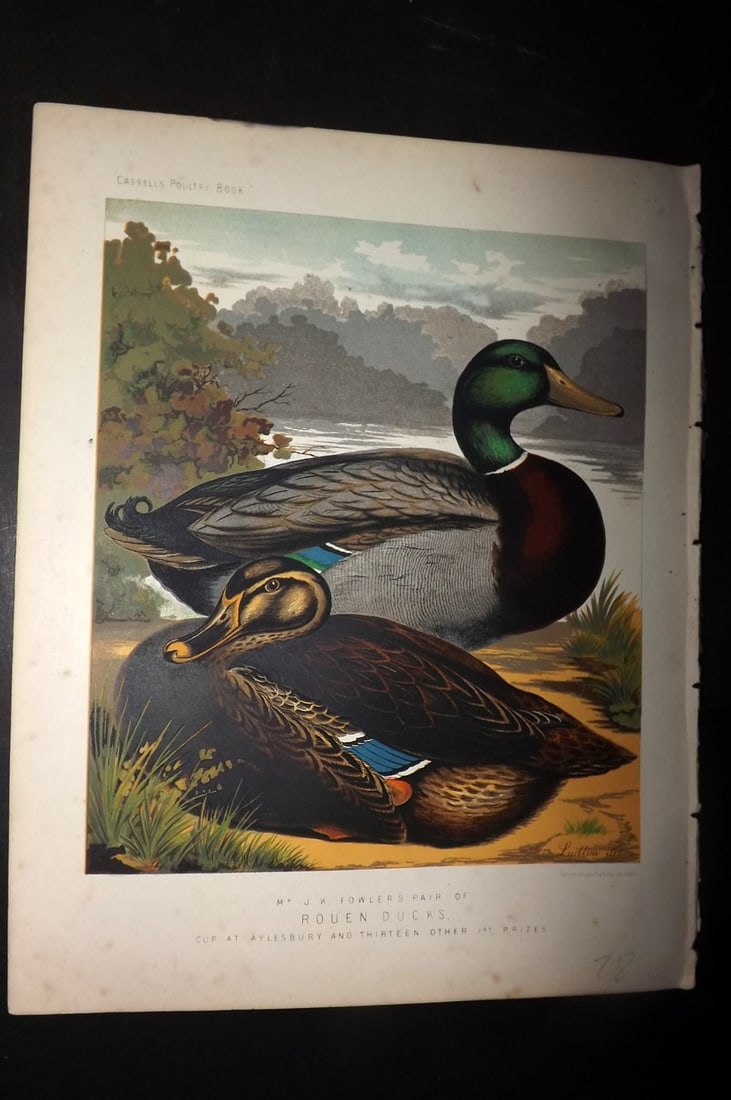 Ludlow & Wright 1885 Poultry Print. Rouen Ducks: Chromolithograph Published 1885 by Cassell & Co., London for "The Illustrated Book of Poultry" by Lewish Wright. Illustrated by J. W. Ludlow. Paper Size: 10.5 x 8 inch (27 x 20cm) Very minor margin to