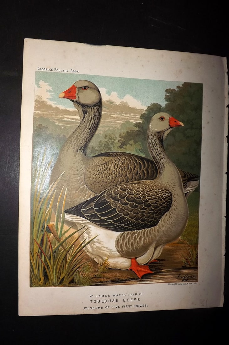 Ludlow & Wright 1885 Poultry Print. Toulouse Geese: Chromolithograph Published 1885 by Cassell & Co., London for "The Illustrated Book of Poultry" by Lewish Wright. Illustrated by J. W. Ludlow. Paper Size: 10.5 x 8 inch (27 x 20cm) Very minor margin to