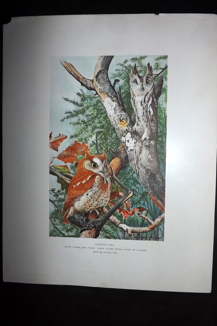 Ridgway & Fuertes 1902 Folio Bird Print. Screech Owl (1 of 1)