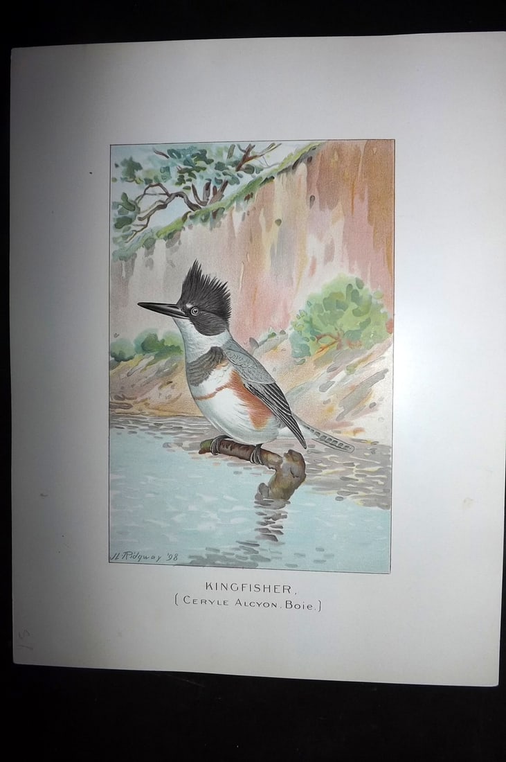Ridgway & Fuertes 1902 Folio Bird Print. Kingfisher: Chromolithograph Published 1902, Albany for "Fish and Game of the State of New York. Seventh Report" First and Deluxe Edition by the Forest, Fish and Game Commission of New York. Illustrated by Sherma