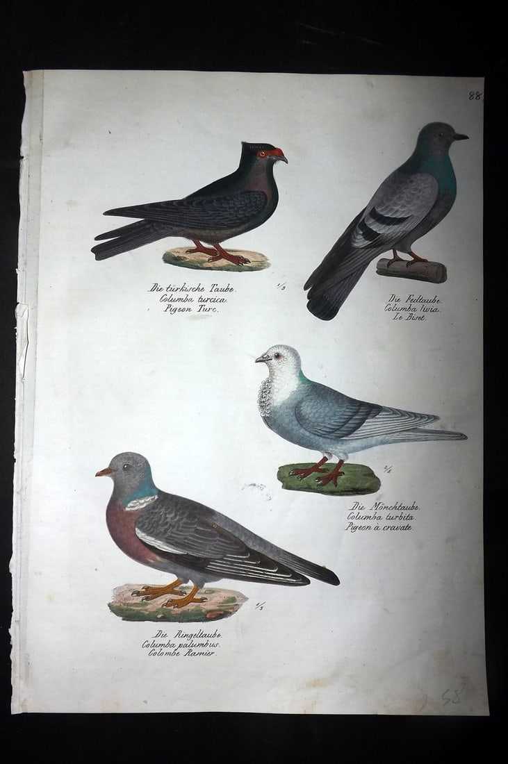 Schinz & Brodtmann 1830 Folio Hand Col Bird Print. Pigeons & Doves 88 (1 of 1)
