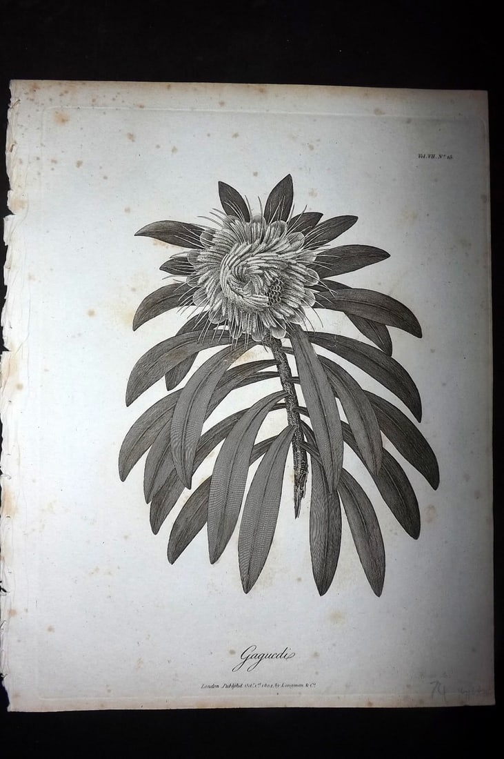 Bruce, James 1813 Antique Botanical Print. Gagucdi: Copper Plate Published 1813, Edinburgh for "Travels to discover the source of the Nile" by James Bruce. Paper Size: 12 x 9 inch (30 x 23cm) Very minor toning. Good Condition