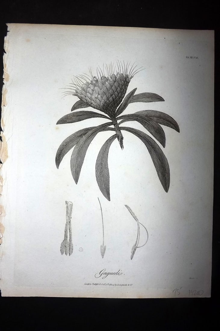 Bruce, James 1813 Antique Botanical Print. Gagucdi: Copper Plate Published 1813, Edinburgh for "Travels to discover the source of the Nile" by James Bruce. Paper Size: 12 x 9 inch (30 x 23cm) Very minor toning. Good Condition