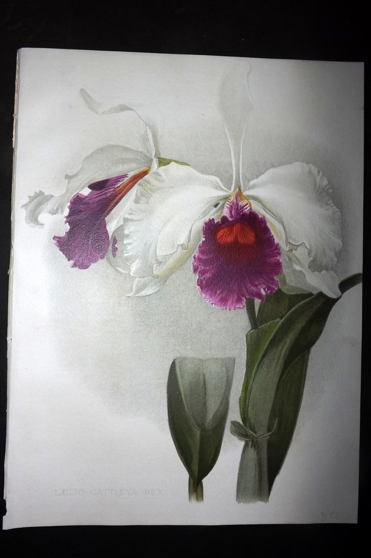 Moon, H. G. 1903 Folio Botanical Print. Laelio-Cattleya Rex Orchid (1 of 1)