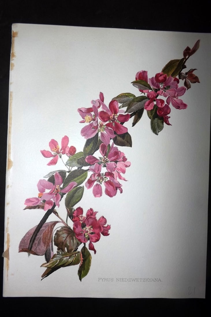 Moon, H. G. 1903 Folio Botanical Print. Pyrus Niedzwetzkyana: Chromolithograph Published 1903-05, London for "Flora and Sylva" Illustrated by H. G. Moon. Paper Size: 12 x 9 inch (30 x 23cm) Good Condition