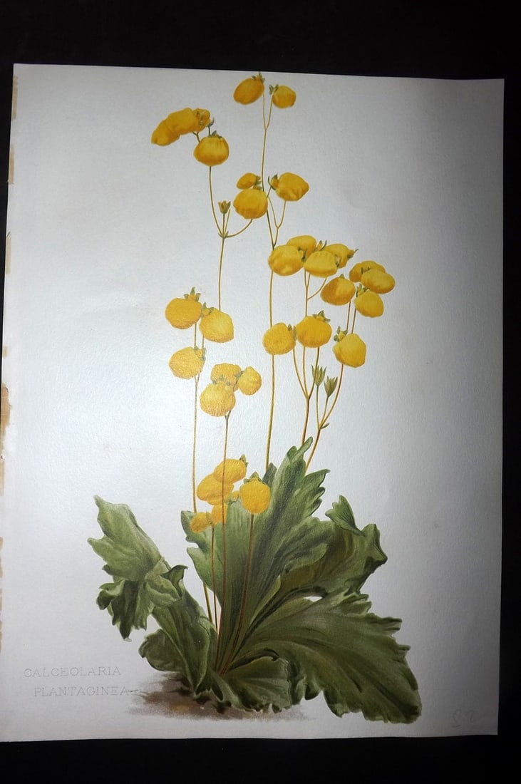 Moon, H. G. 1903 Folio Botanical Print. Calceolaria Plantaginea: Chromolithograph Published 1903-05, London for "Flora and Sylva" Illustrated by H. G. Moon. Paper Size: 12 x 9 inch (30 x 23cm) Good Condition