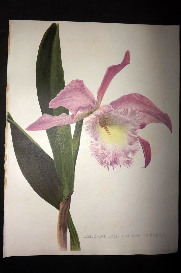 Moon, H. G. 1903 Folio Botanical Print. Laelio-Cattleya, Empress of Russia Orchid (1 of 1)