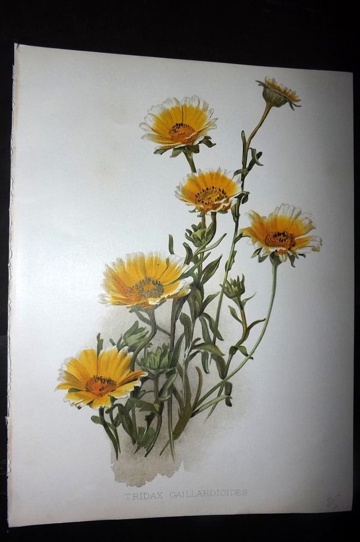 Moon, H. G. 1903 Folio Botanical Print. Tridax Gaillardioides: Chromolithograph Published 1903-05, London for "Flora and Sylva" Illustrated by H. G. Moon. Paper Size: 12 x 9 inch (30 x 23cm) Good Condition