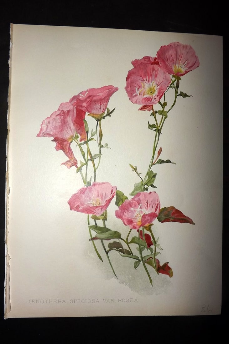 Moon, H. G. 1903 Folio Botanical Print. Oenothera Speciosa var. Rosea: Chromolithograph Published 1903-05, London for "Flora and Sylva" Illustrated by H. G. Moon. Paper Size: 12 x 9 inch (30 x 23cm) Good Condition
