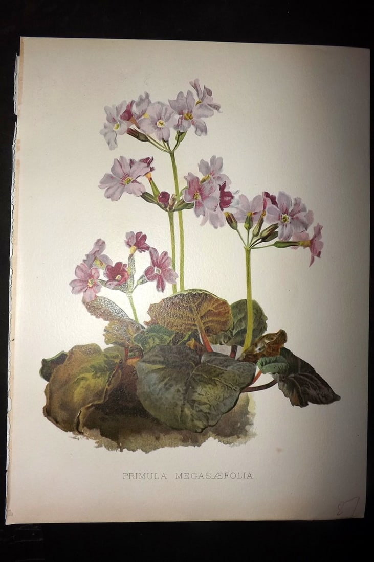 Moon, H. G. 1903 Folio Botanical Print. Primula Megasaefolia: Chromolithograph Published 1903-05, London for "Flora and Sylva" Illustrated by H. G. Moon. Paper Size: 12 x 9 inch (30 x 23cm) Good Condition