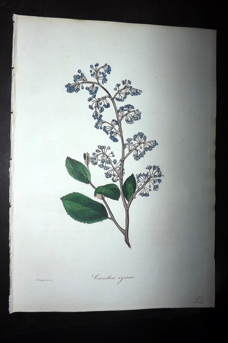 Paxton, Joseph 1836 Hand Col Botanical Print. Ceanothus Azureus: Hand Colored Etchings Published 1834-49, London for "Paxton's Magazine of Botany" by Joseph Paxton. Paper Size: 9 x 6 inch (23 x 16cm) Good Condition