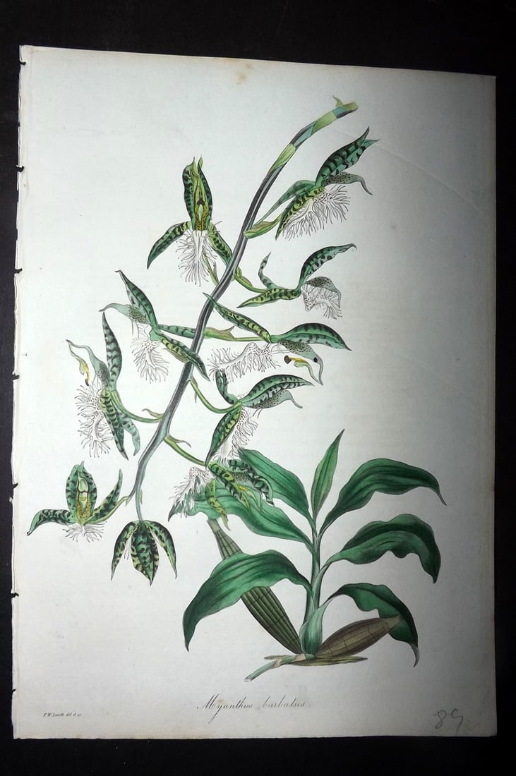 Paxton, Joseph 1836 Hand Col Botanical Print. Bearded Flowered Myanthus Orchid: Hand Colored Etchings Published 1834-49, London for "Paxton's Magazine of Botany" by Joseph Paxton. Paper Size: 9 x 6 inch (23 x 16cm) Good Condition