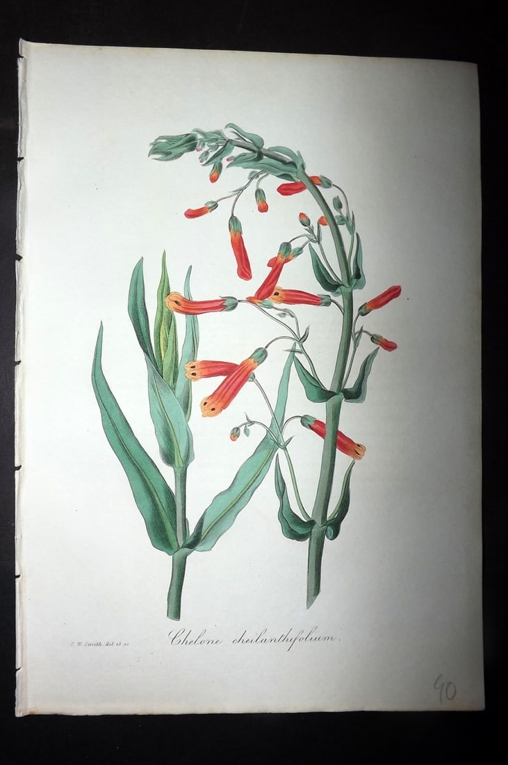 Paxton, Joseph 1836 Hand Col Botanical Print. Valerian Leaved Chelone: Hand Colored Etchings Published 1834-49, London for "Paxton's Magazine of Botany" by Joseph Paxton. Paper Size: 9 x 6 inch (23 x 16cm) Good Condition