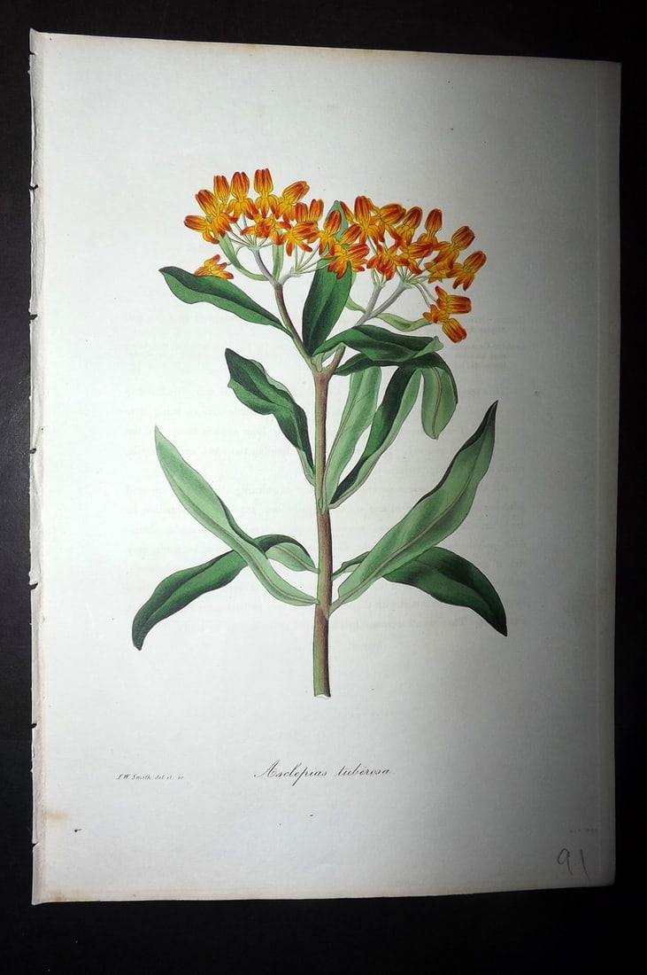 Paxton, Joseph 1836 Hand Col Botanical Print. Asclepias Tuberosa: Hand Colored Etchings Published 1834-49, London for "Paxton's Magazine of Botany" by Joseph Paxton. Paper Size: 9 x 6 inch (23 x 16cm) Good Condition