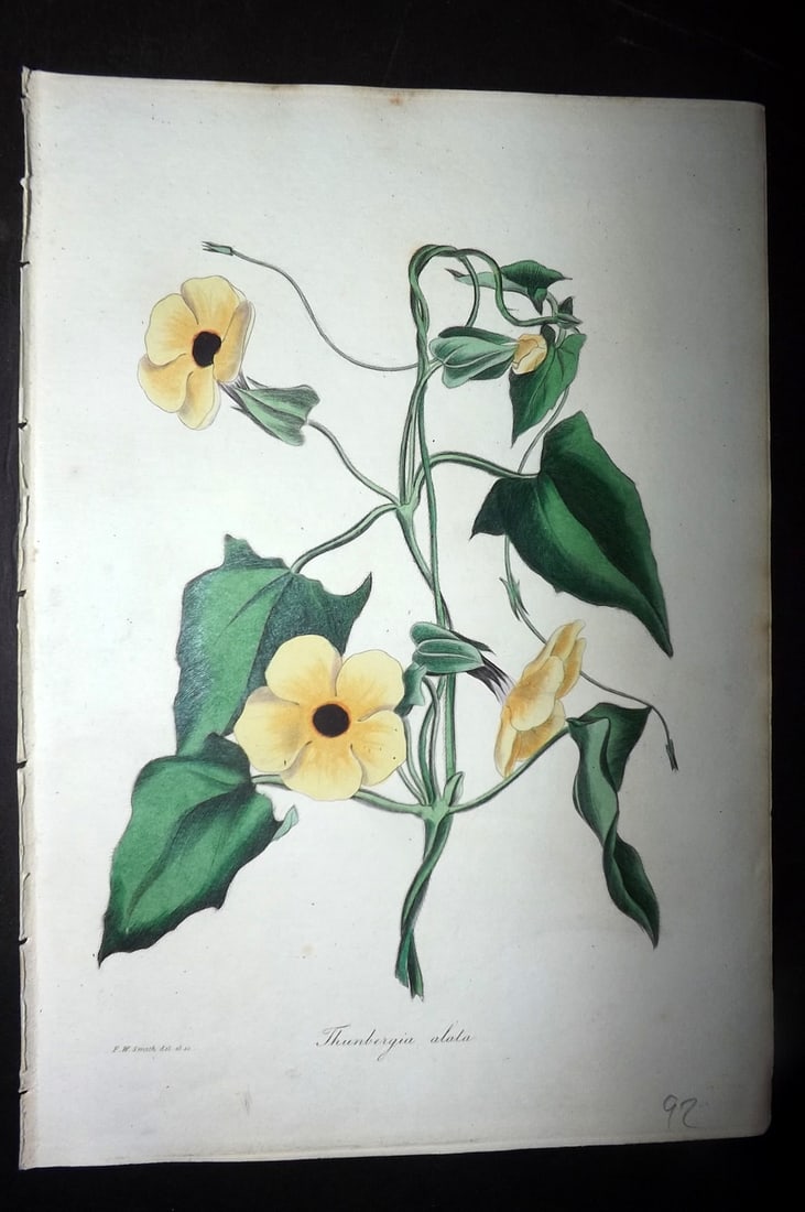 Paxton, Joseph 1836 Hand Col Botanical Print. Winged Thunbergia: Hand Colored Etchings Published 1834-49, London for "Paxton's Magazine of Botany" by Joseph Paxton. Paper Size: 9 x 6 inch (23 x 16cm) Good Condition