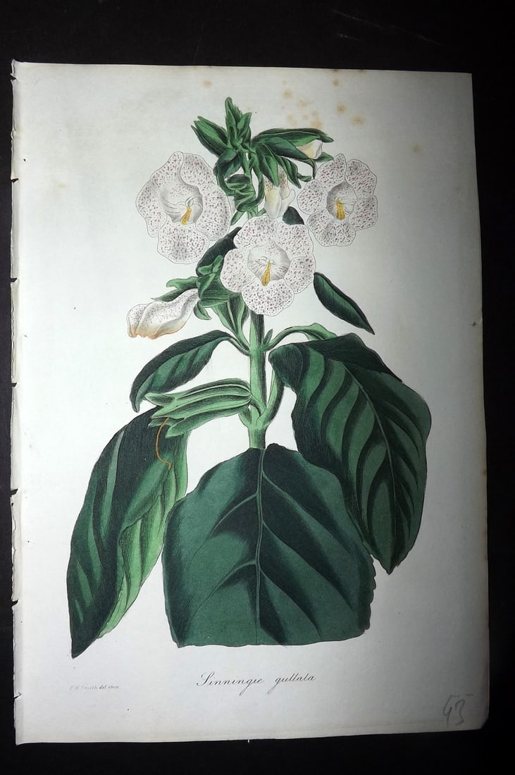 Paxton, Joseph 1836 Hand Col Botanical Print. Spotted Flowered Sinningia: Hand Colored Etchings Published 1834-49, London for "Paxton's Magazine of Botany" by Joseph Paxton. Paper Size: 9 x 6 inch (23 x 16cm) Minor margin toning, otherwise Good Condition