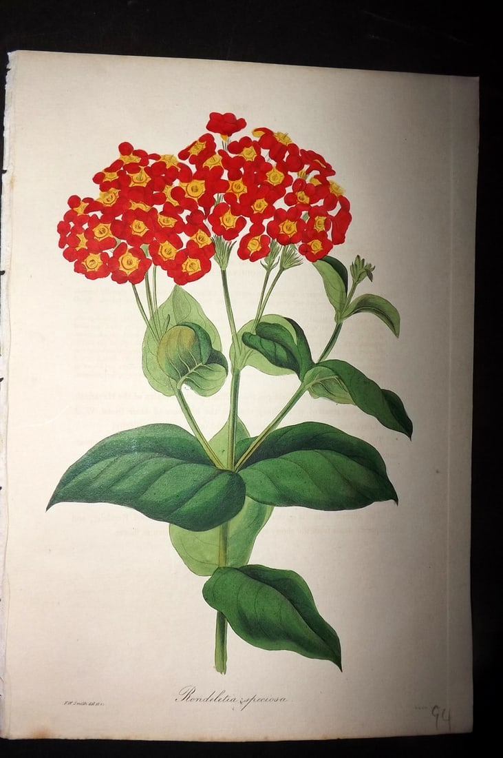 Paxton, Joseph 1836 Hand Col Botanical Print. Rondeletia Speciosa: Hand Colored Etchings Published 1834-49, London for "Paxton's Magazine of Botany" by Joseph Paxton. Paper Size: 9 x 6 inch (23 x 16cm) Very minor background toning/offsetting. Good Condition