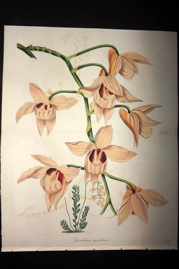 Paxton, Joseph 1836 HCol Double Botanical Print. Musk-Scented Dendrobium Orchid: Hand Colored Etchings Published 1834-49, London for "Paxton's Magazine of Botany" by Joseph Paxton. Centre fold as published. Paper Size: 11.5 x 9.5 inch (29 x 24cm) Very minor background toning/offse
