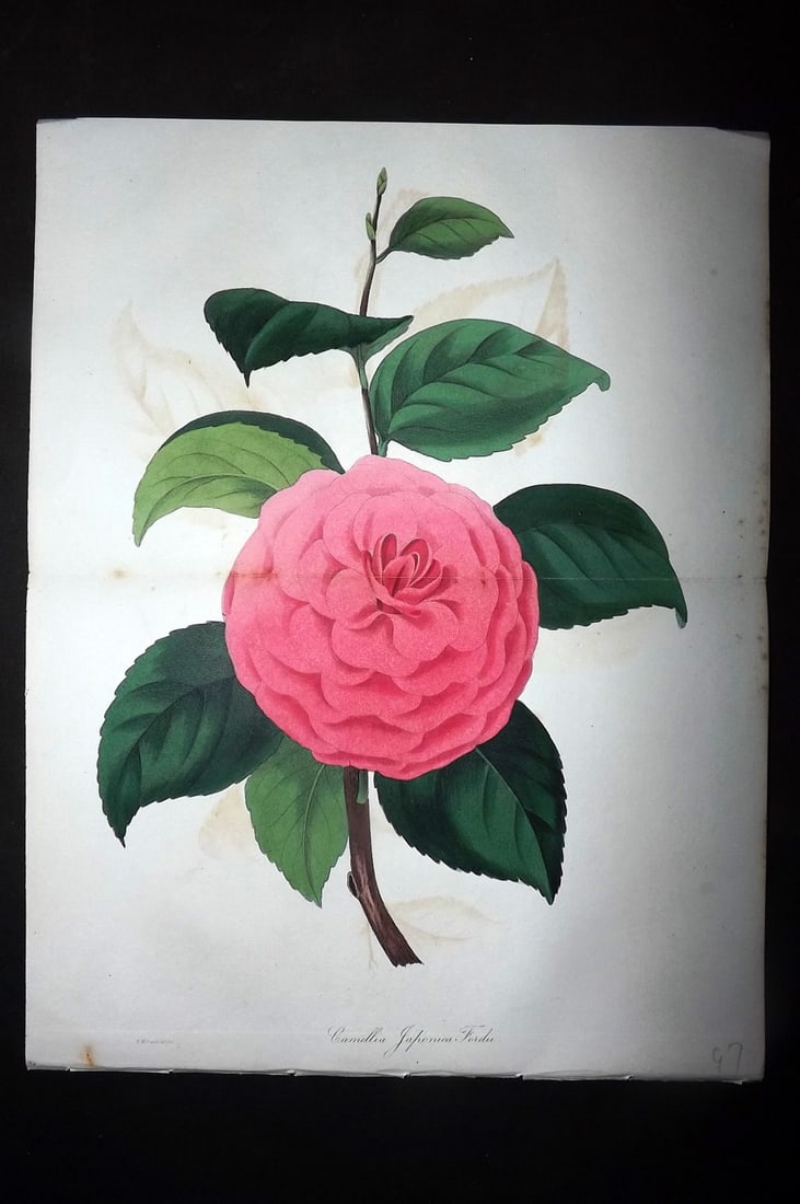 Paxton, Joseph 1836 HCol Double Botanical Print. Camellia Japonica Fordii (1 of 1)