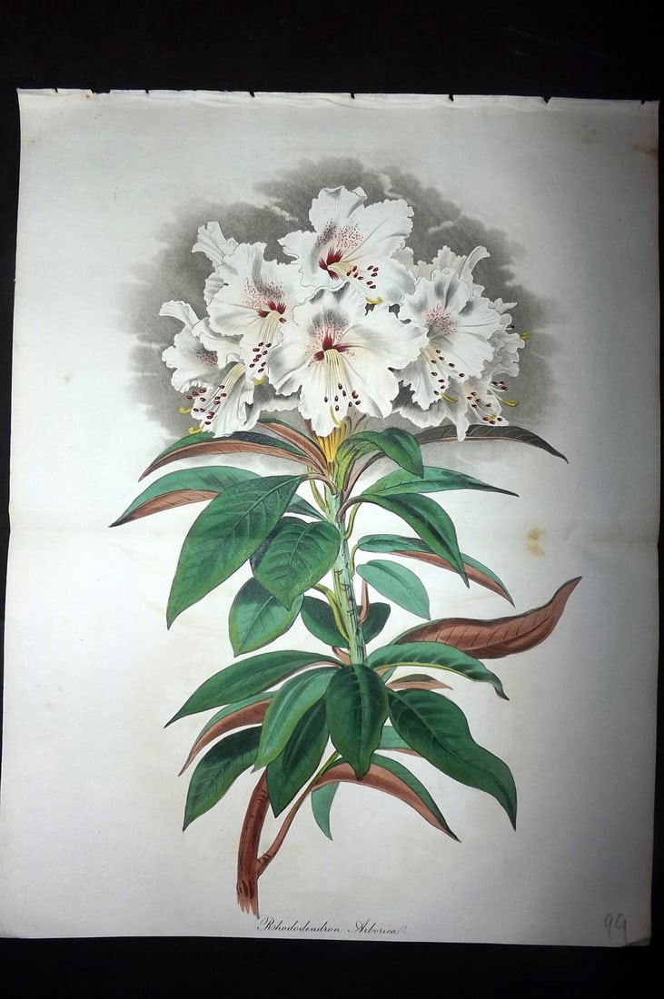 Paxton, Joseph 1836 HCol Double Botanical Print. Rhododendron Arborica: Hand Colored Etchings Published 1834-49, London for "Paxton's Magazine of Botany" by Joseph Paxton. Centre fold as published. Paper Size: 11.5 x 9.5 inch (29 x 24cm) Good Condition