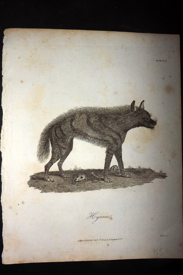 Bruce, James 1813 Antique Print. Hyena: Copper Plate Published 1813, Edinburgh for "Travels to discover the source of the Nile" by James Bruce. Paper Size: 12 x 9 inch (30 x 23cm) Minor toning. Good Condition