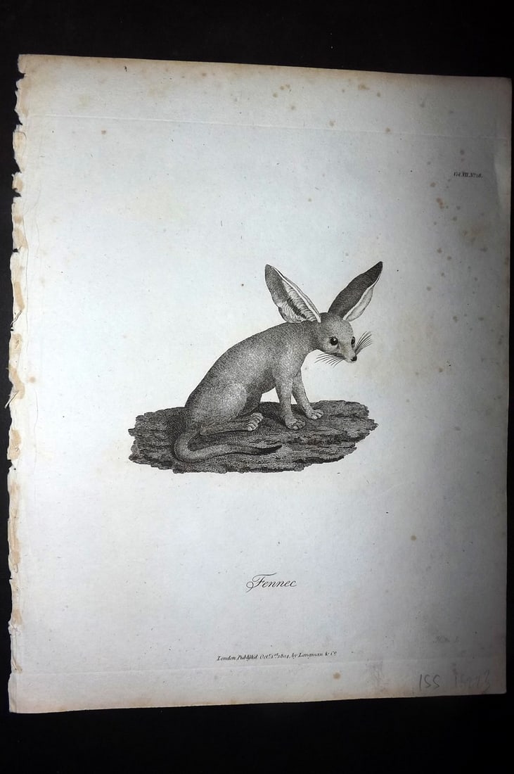 Bruce, James 1813 Antique Print. Fennec (1 of 1)
