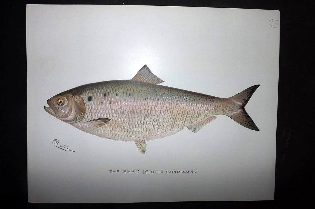 Denton, Sherman 1902 Folio Fish Print. Shad: Chromolithograph Published 1902, Albany for "Fish and Game of the State of New York. Seventh Report" First and Deluxe Edition by the Forest, Fish and Game Commission of New York. Illustrated by Sherma