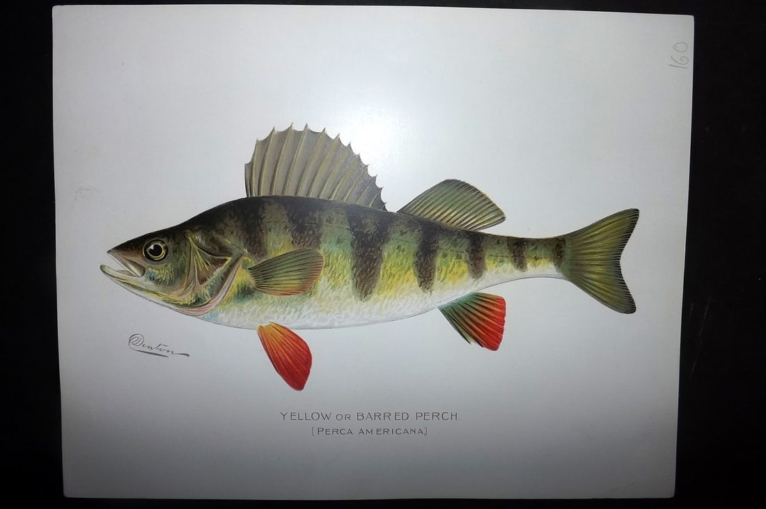Denton, Sherman 1902 Folio Fish Print. Perch: Chromolithograph Published 1902, Albany for "Fish and Game of the State of New York. Seventh Report" First and Deluxe Edition by the Forest, Fish and Game Commission of New York. Illustrated by Sherma