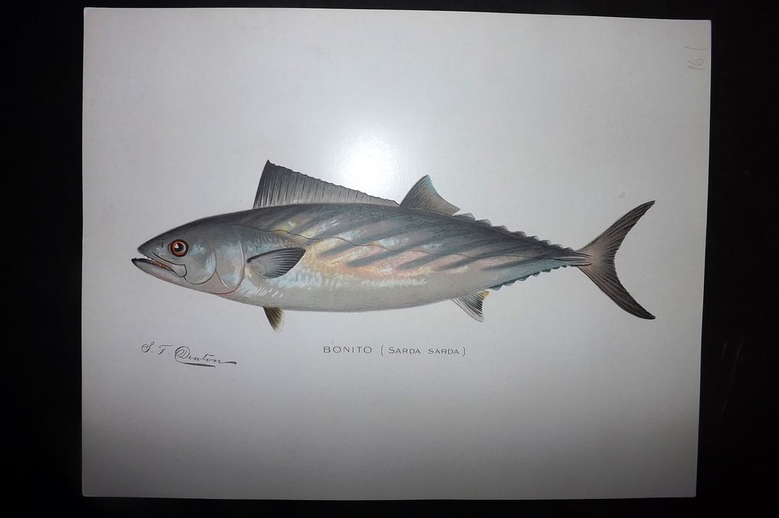 Denton, Sherman 1902 Folio Fish Print. Bonito: Chromolithograph Published 1902, Albany for "Fish and Game of the State of New York. Seventh Report" First and Deluxe Edition by the Forest, Fish and Game Commission of New York. Illustrated by Sherma