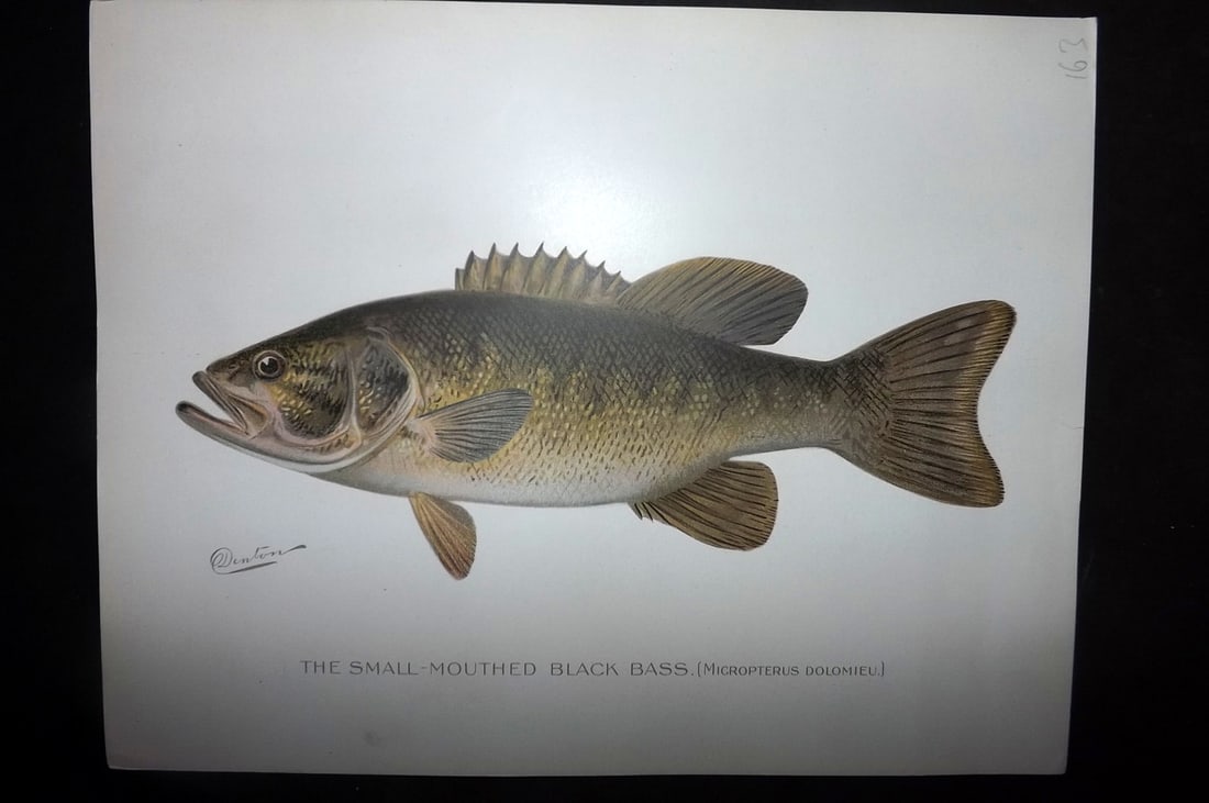 Denton, Sherman 1902 Folio Fish Print. Small Mouthed Black Bass (1 of 1)