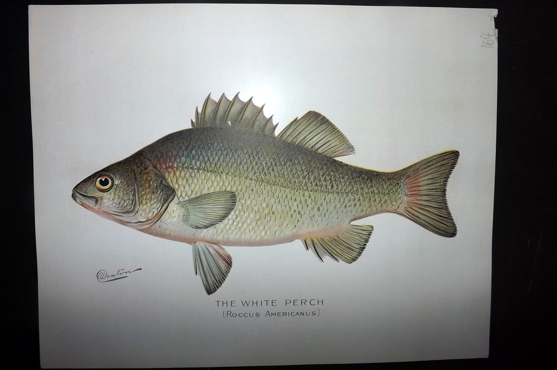 Denton, Sherman 1902 Folio Fish Print. White Perch (1 of 1)