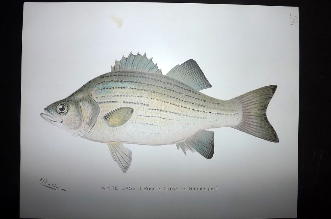 Denton, Sherman 1902 Folio Fish Print. White Bass (1 of 1)