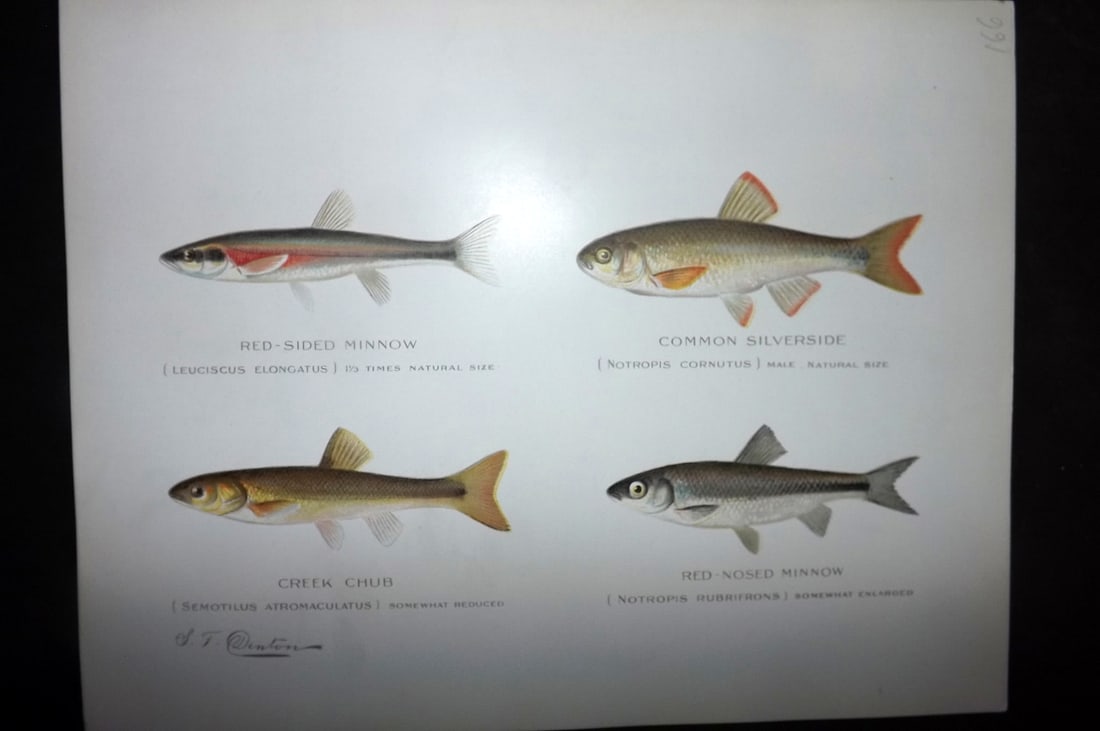 Denton, Sherman 1902 Folio Fish Print. Minnow, Silverside, Creek Chub: Chromolithograph Published 1902, Albany for "Fish and Game of the State of New York. Seventh Report" First and Deluxe Edition by the Forest, Fish and Game Commission of New York. Illustrated by Sherma