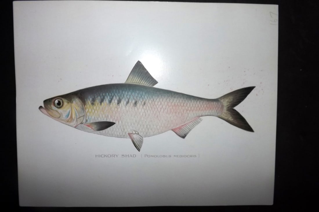 Denton, Sherman 1902 Folio Fish Print. Hickory Shad: Chromolithograph Published 1902, Albany for "Fish and Game of the State of New York. Seventh Report" First and Deluxe Edition by the Forest, Fish and Game Commission of New York. Illustrated by Sherma