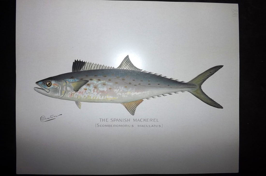 Denton, Sherman 1902 Folio Fish Print. Spanish Mackerel (1 of 1)