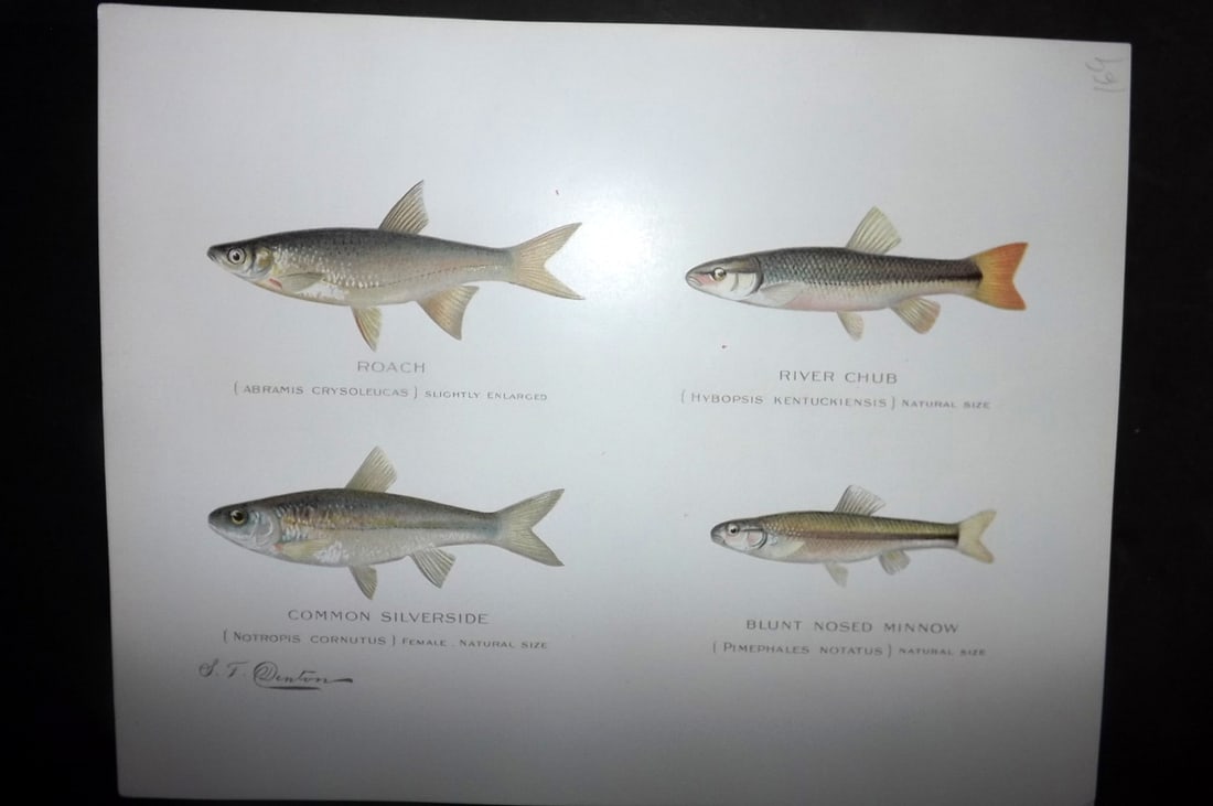 Denton, Sherman 1902 Folio Fish Print. Roach, Chub, Silverside, Minnow: Chromolithograph Published 1902, Albany for "Fish and Game of the State of New York. Seventh Report" First and Deluxe Edition by the Forest, Fish and Game Commission of New York. Illustrated by Sherma