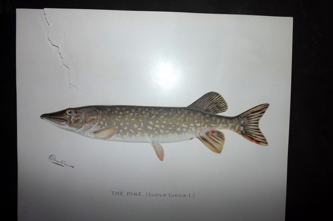 Denton, Sherman 1902 Folio Fish Print. Pike: Chromolithograph Published 1902, Albany for "Fish and Game of the State of New York. Seventh Report" First and Deluxe Edition by the Forest, Fish and Game Commission of New York. Illustrated by Sherma