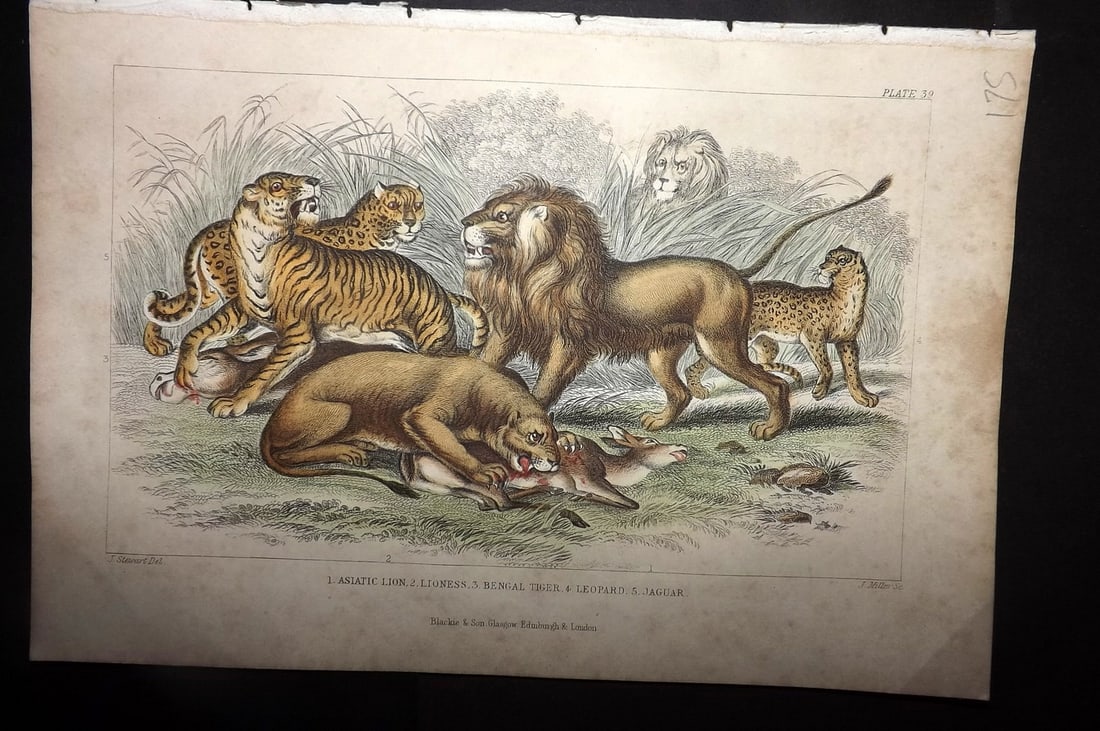 Goldsmith, Oliver 1855 Hand Col Print. Asiatic Lion, Lioness, Bengal Tiger, Leopard, Jaguar (1 of 1)