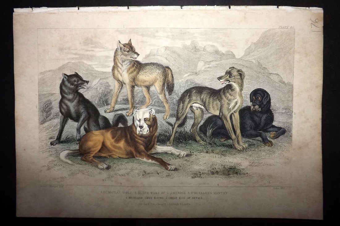 Goldsmith, Oliver 1855 Hand Col Print. Wolves, St. Bernard's Mastiff, Greayhound, Dog of Nepal (1 of 1)