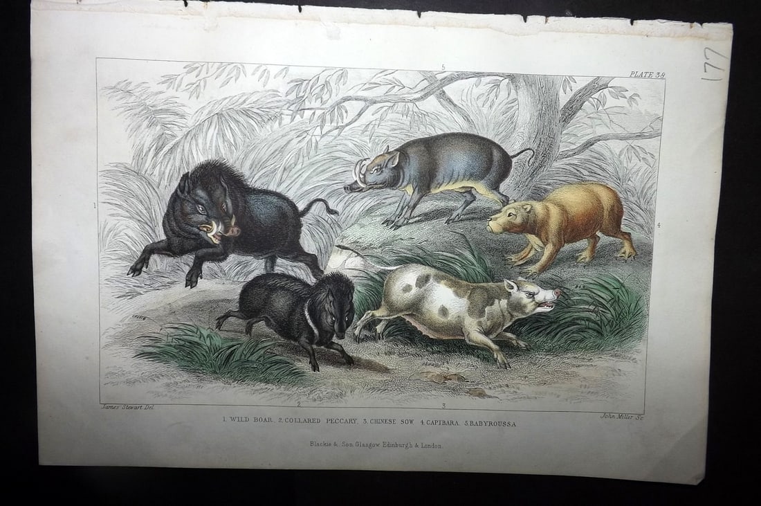 Goldsmith, Oliver 1855 Hand Col Print. Boar, Peccary, Chinese Sow, Capybara: Hand Colored Steel Engraving Published 1854-55 by Blackie & Son, London for "A History of the Earth and Animated Nature"by Oliver Goldsmith. Paper Size: 9.5 x 6 inch (24 x 16cm) Good Condition
