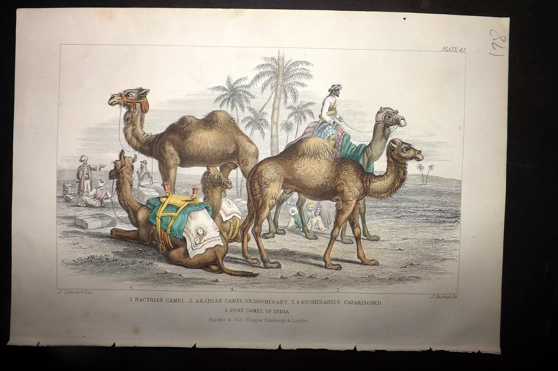 Goldsmith, Oliver 1855 Hand Col Print. Camel, Dromedary (1 of 1)