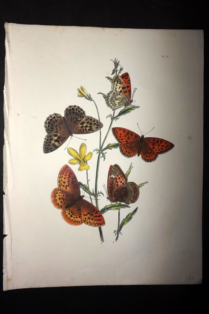 Humphreys & Westwood 1849 Antique Hand Col Butterfly Print 12: Hand Colored Lithograph Published 1849, London for "British Butterflies and their Transformations" by Henry Noel Humphreys & Joseph Westwood. Paper Size: 11 x 8 inch (28 x 21cm) Good Condition