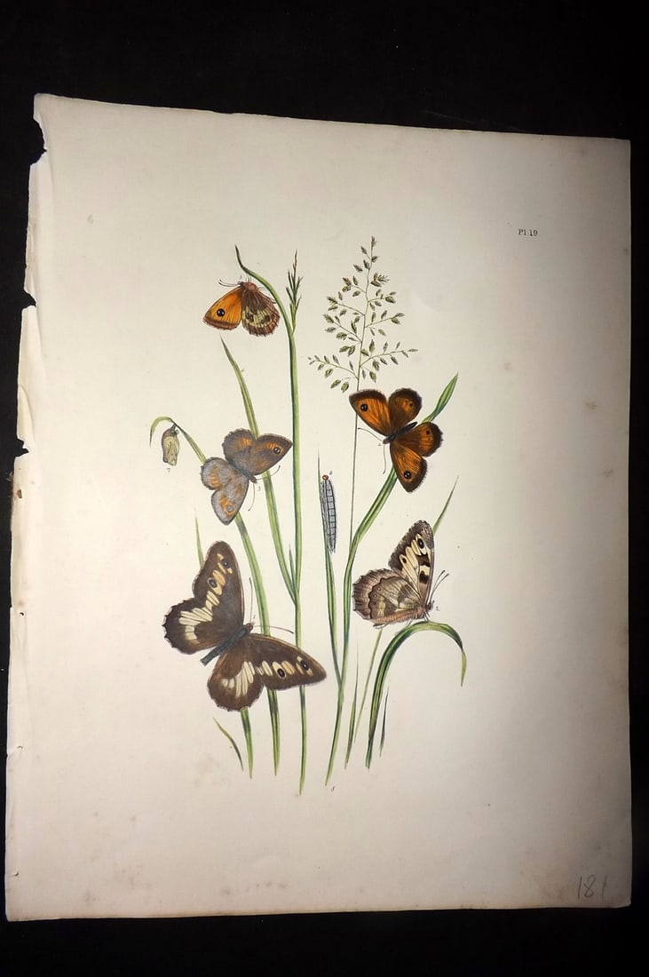 Humphreys & Westwood 1849 Antique Hand Col Butterfly Print 19: Hand Colored Lithograph Published 1849, London for "British Butterflies and their Transformations" by Henry Noel Humphreys & Joseph Westwood. Paper Size: 11 x 8 inch (28 x 21cm) Good Condition