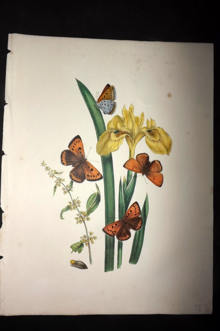 Humphreys & Westwood 1849 Antique Hand Col Butterfly Print 29 Iris (1 of 1)