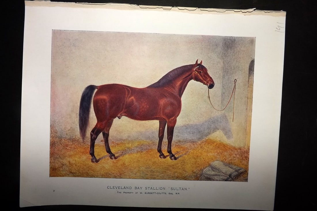 Prince-Sheldon, J. 1902 Horse Print. Cleveland Bay Stallion "Sultan" (1 of 1)