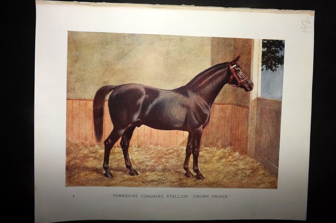 Prince-Sheldon, J. 1902 Horse Print. Yorkshire Coaching Stallion "Crown Prince": Offset Lithographs Published 1902, Cassell and Co., London for "Live Stock in Health and Disease" by Professor J. Prince-Sheldon. Paper Size: 10.5 x 8 inch (27 x 21cm) Good Condition